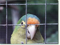 parrot